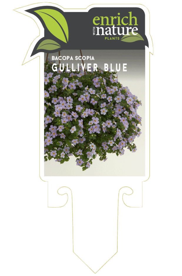 gulliver-blue-label.gif