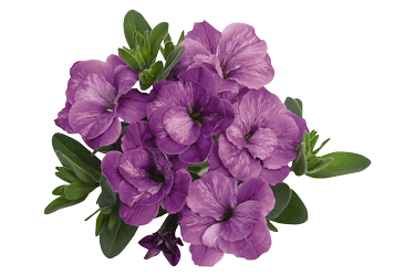 lavender-flower.gif