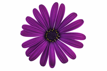 osteospermum-cool-purple.png