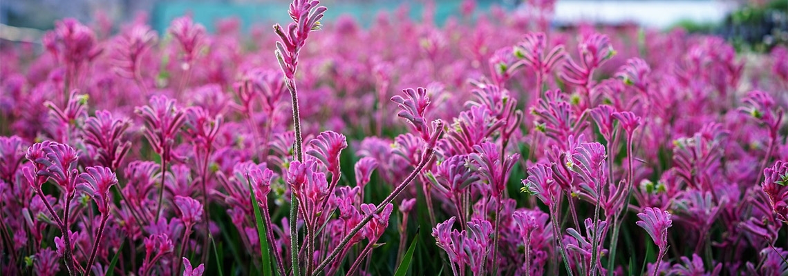 Angozanthos-Bush-Pearl-Banner-Image.jpg