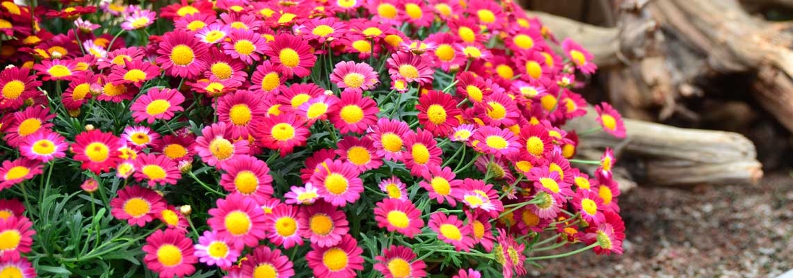 Argyranthemum-banner-image.jpg