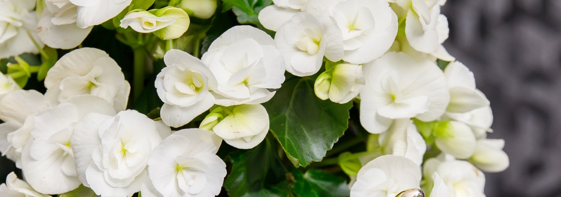 Begonia Elatior