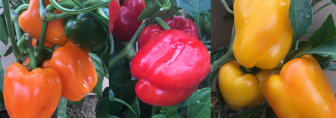 Capscium-Mighty-Bite-Orange-Banner-Image.jpg