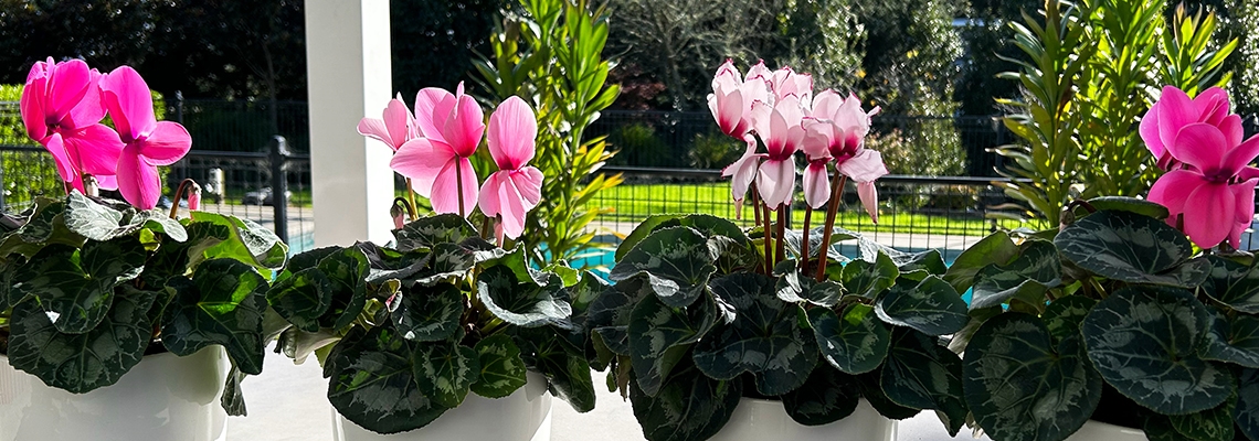 Cyclamen-Banner-Image.jpg