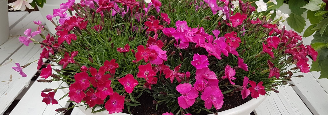 Dianthus-Beauties-banner.jpg