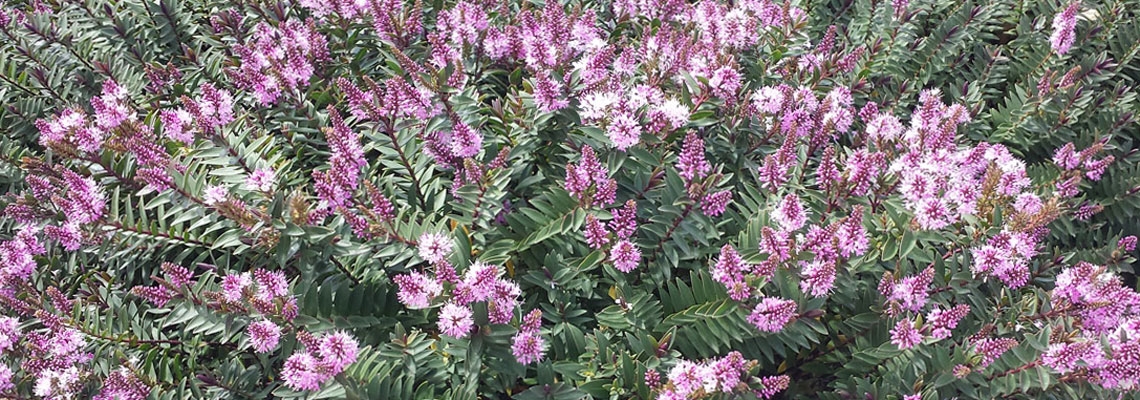 Hebe-collection-banner.jpg