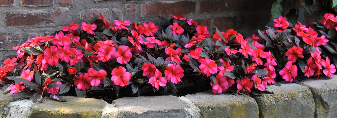 Impatiens-Petticoat-Blue-Star-Banner-Image.jpg