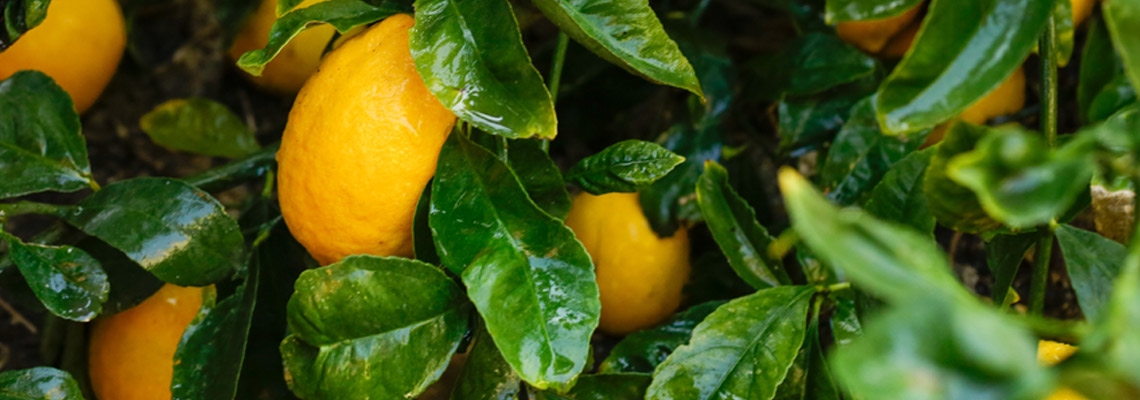 Lemon-Meyer-Fruit-Banner-Image.jpg