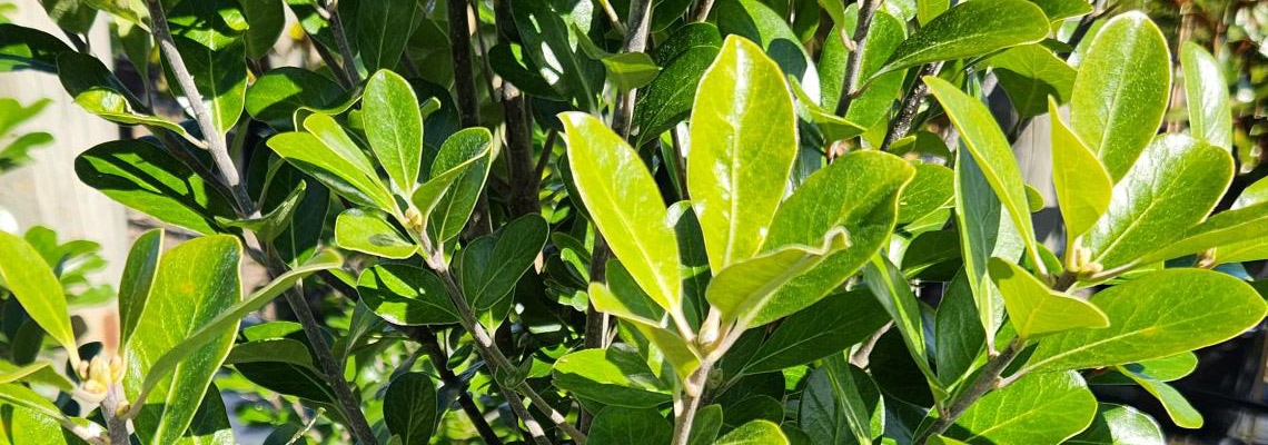 Pittosporum-Banner-Image.jpg