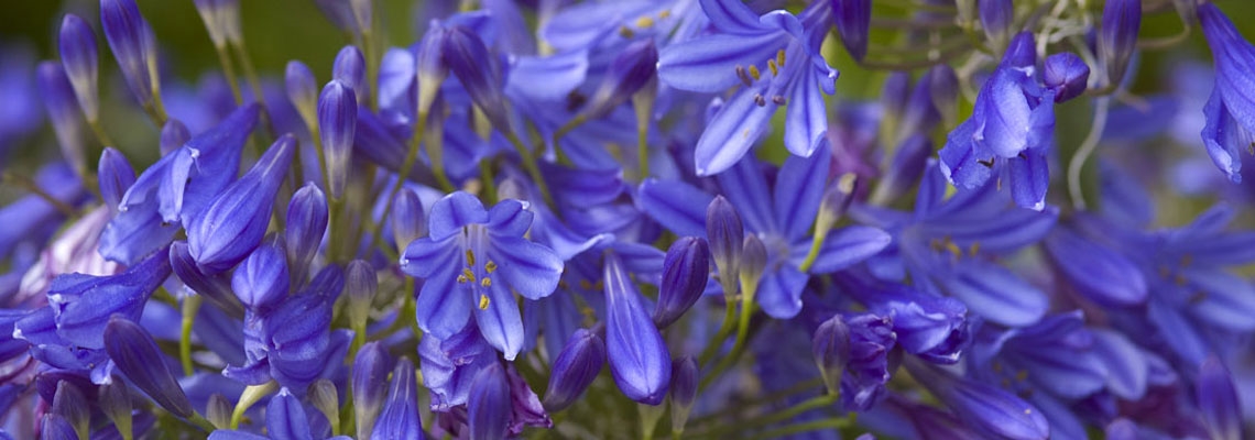 agapanthus-collection-banne.jpg