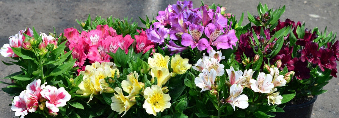 alstro-collection-banner.jpg