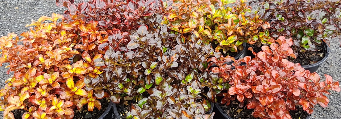 coprosma-collectin-banner.jpg