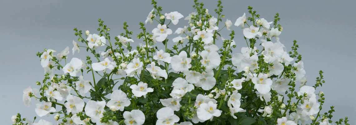 diascia-white-banner.gif