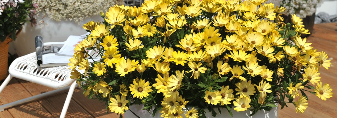 osteospermum-yellow-banner-.jpg