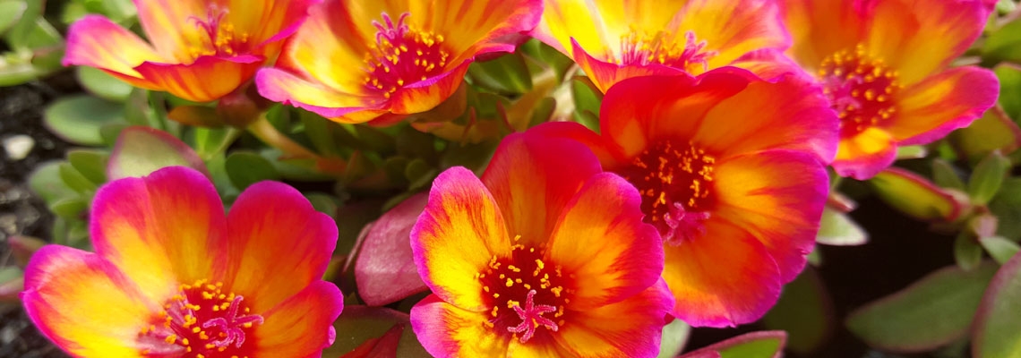 sunset-banner-portulaca-ban.jpg