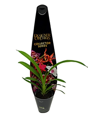 Cymbidium-Logo-Image2.jpg