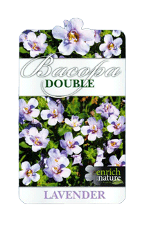 bacopa-lavender-label.gif