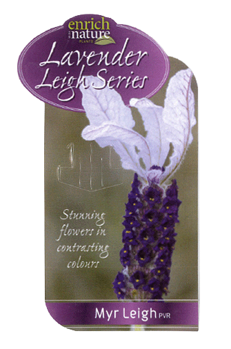 lav-myrleigh-label.gif