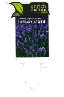 lavendula-foveaux-storm.jpg