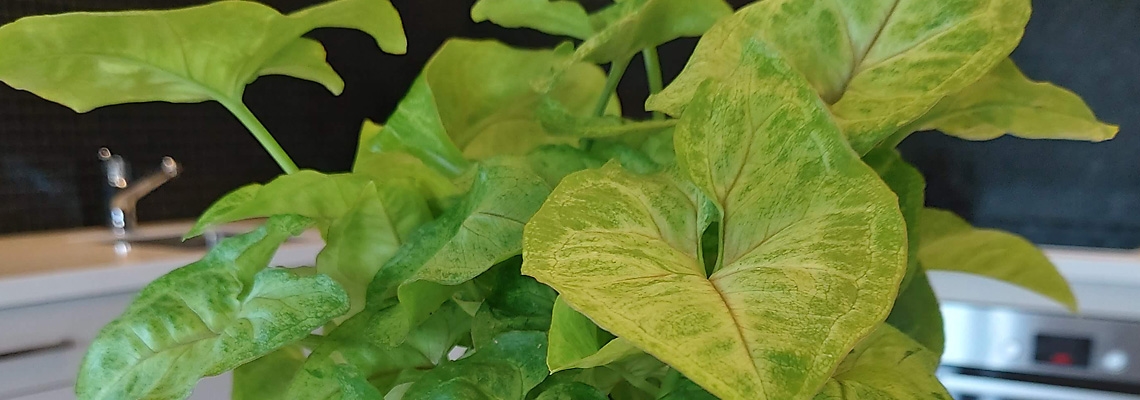 12cm-Syngonium-Golden-Allusion-Banner-Image.jpg