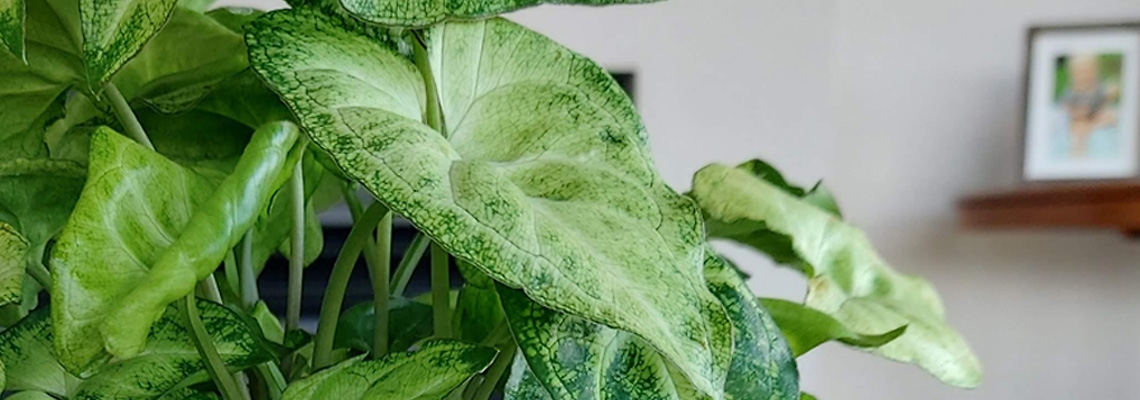 12cm-Syngonium-White-Butterfly-Banner-Image0.jpg