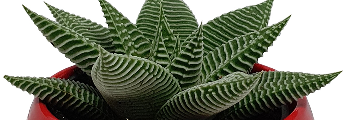 9cm-Haworthia-Banner-Image.jpg