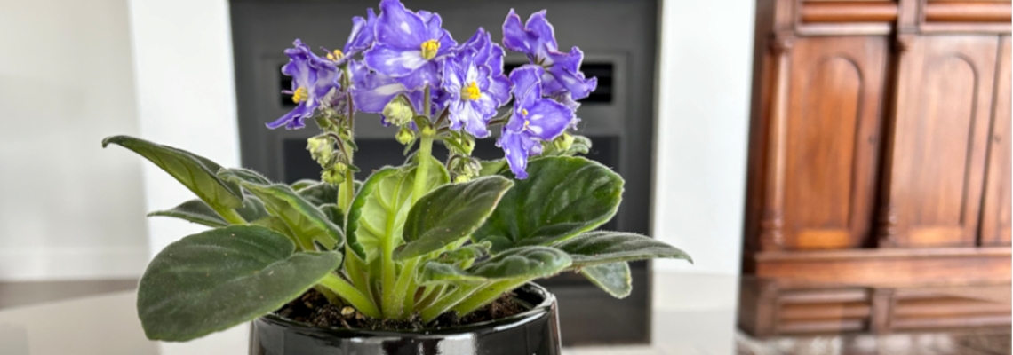 African-Violet-Banner-Image3.jpg