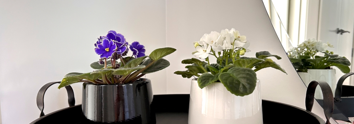 African-Violet-Banner-Image4.jpg