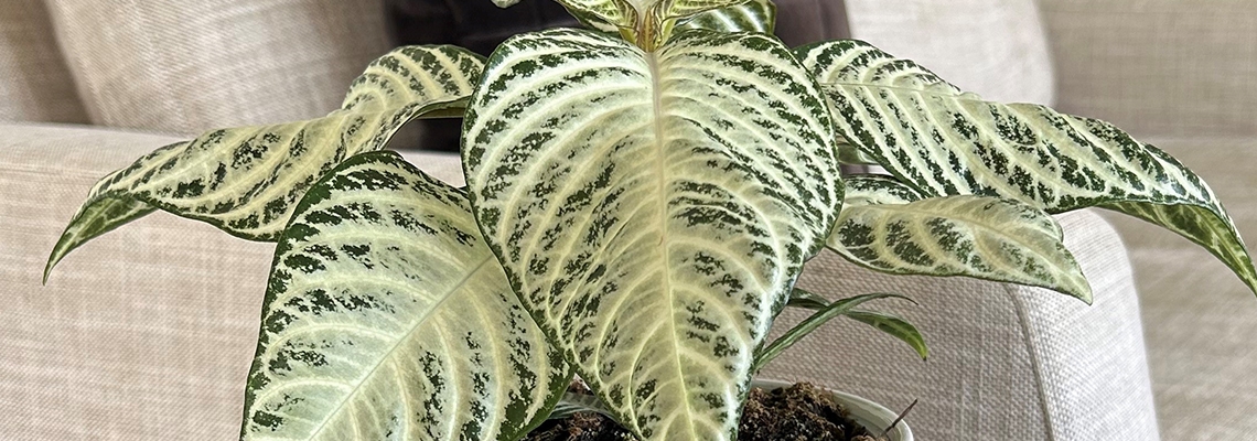 Aphelandra-Sugarcoat-Banner-Imge.jpg