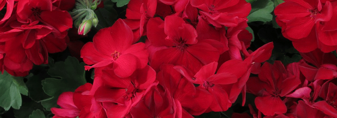 Cassiopeia_banner0.gif