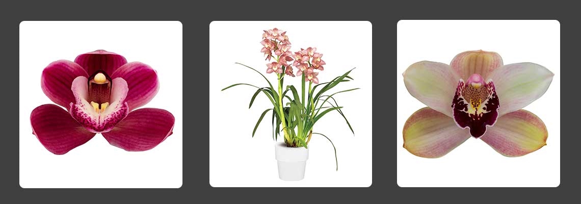 Cymbidium-Banner-Image2.jpg