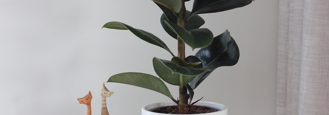 Ficus-Cloe-Variety--Banner-Image.jpg