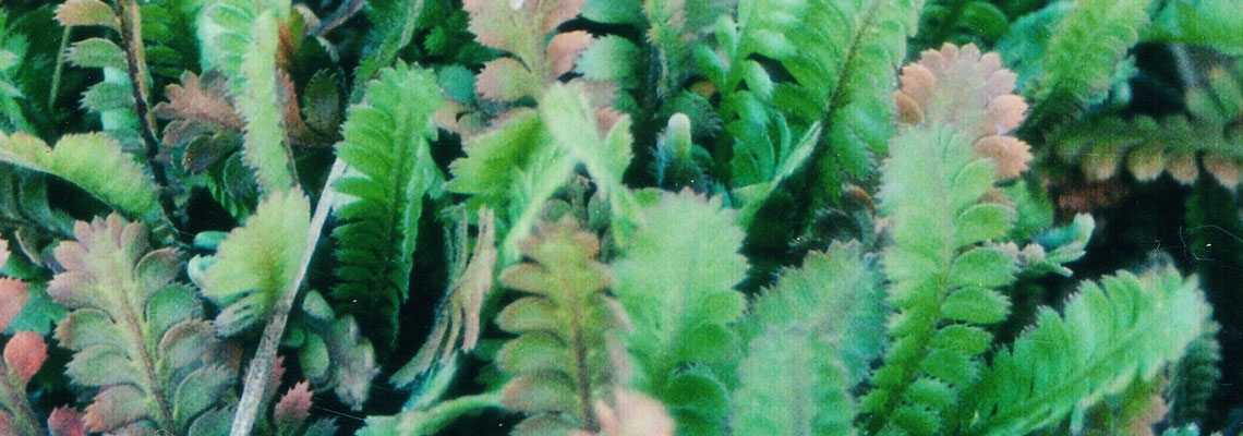 Leptinella-dioica-banner.jpg