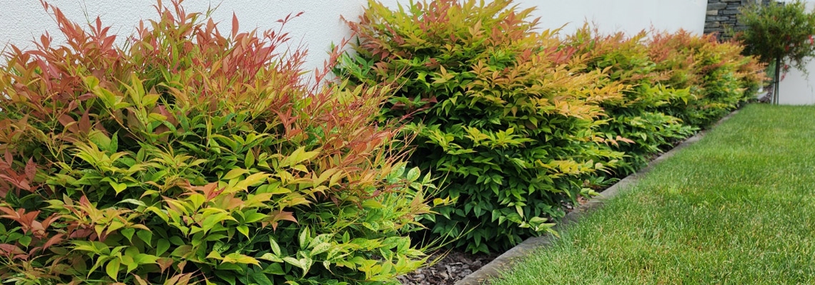 Nandina-Obsession-Banner-Image.jpg