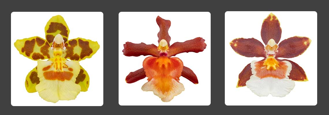 Odontoglossum-Banner-Image.jpg