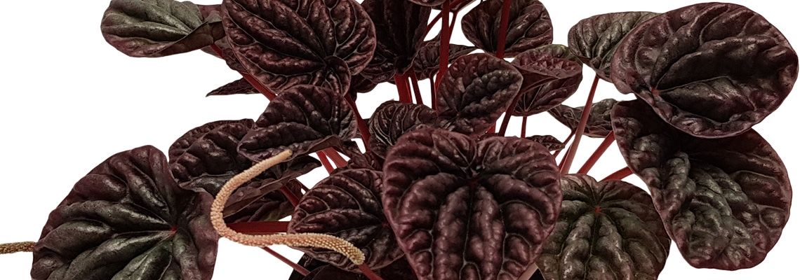 Peperomia-Burgundy-Banner-Image.jpg