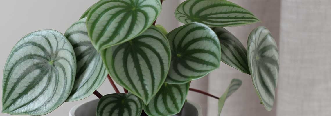 Peperomia-Watermelon-Banner-Image.jpg