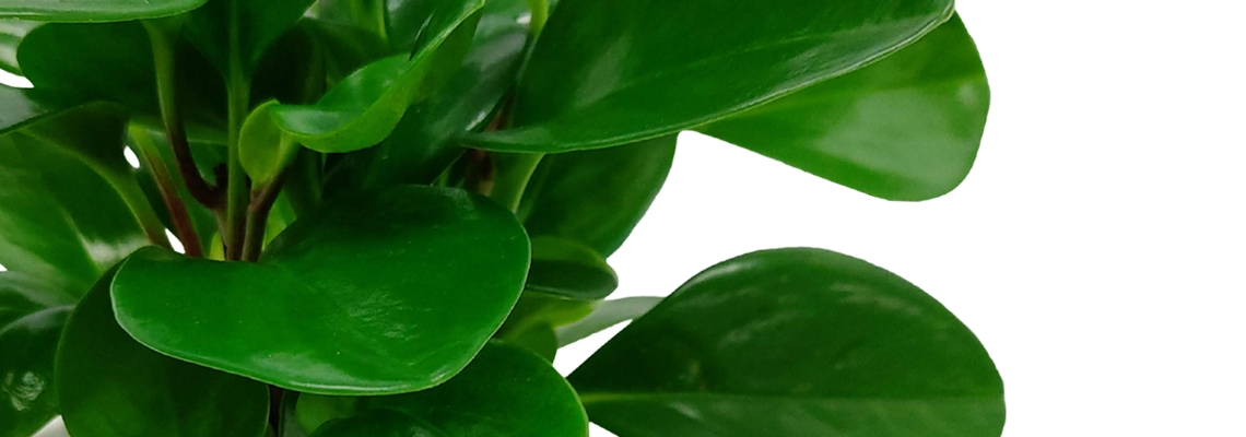 Peperomia-obtusifolia-Banner-Image.jpg