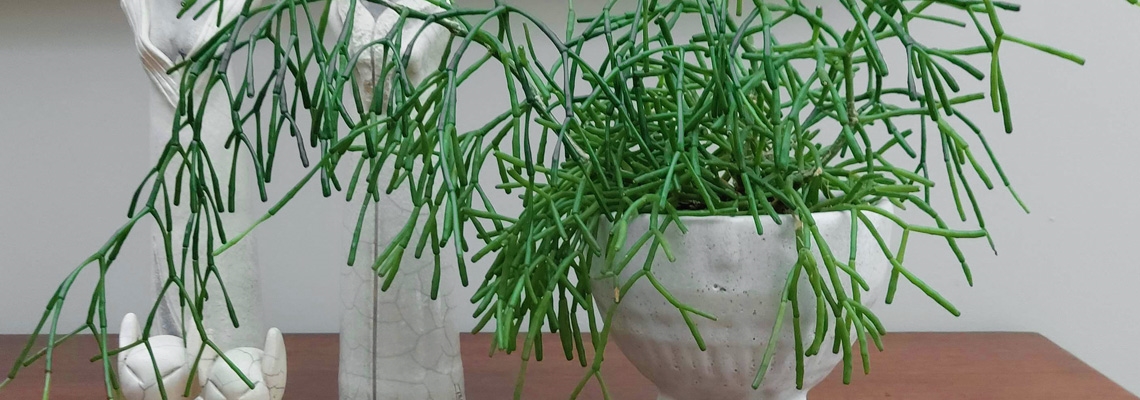 Rhipsalis-Banner-Imge0.jpg