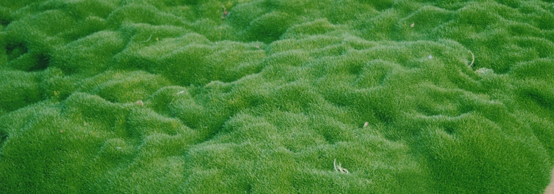 Scleranthus-biflorus-banner.jpg