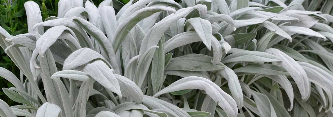 Stachys-Bella-Grigio-Banner.jpg