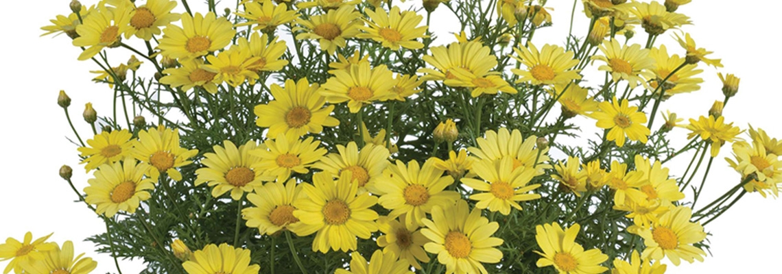 Sunny-Spring-high-banner.jpg