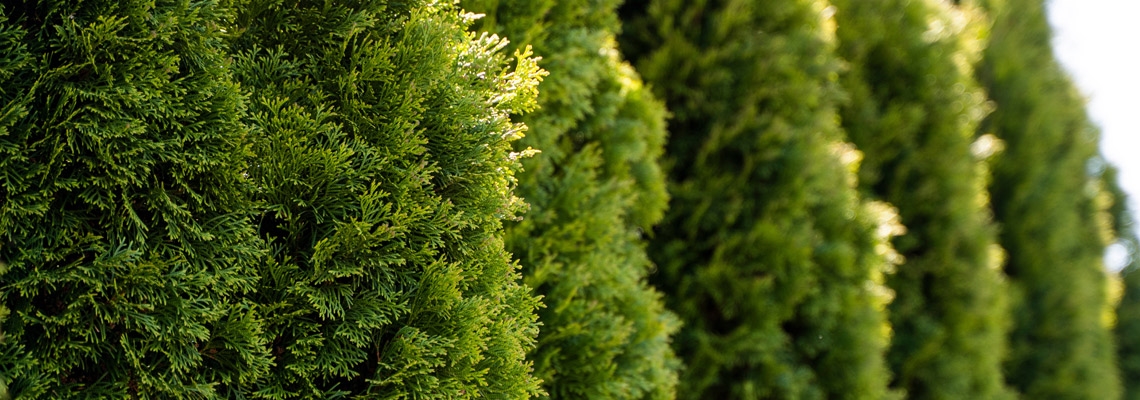Thuja-Banner-Image.jpg