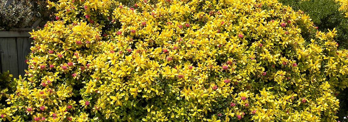 chia seeds plant pictures Chia – MIgardener main image 0