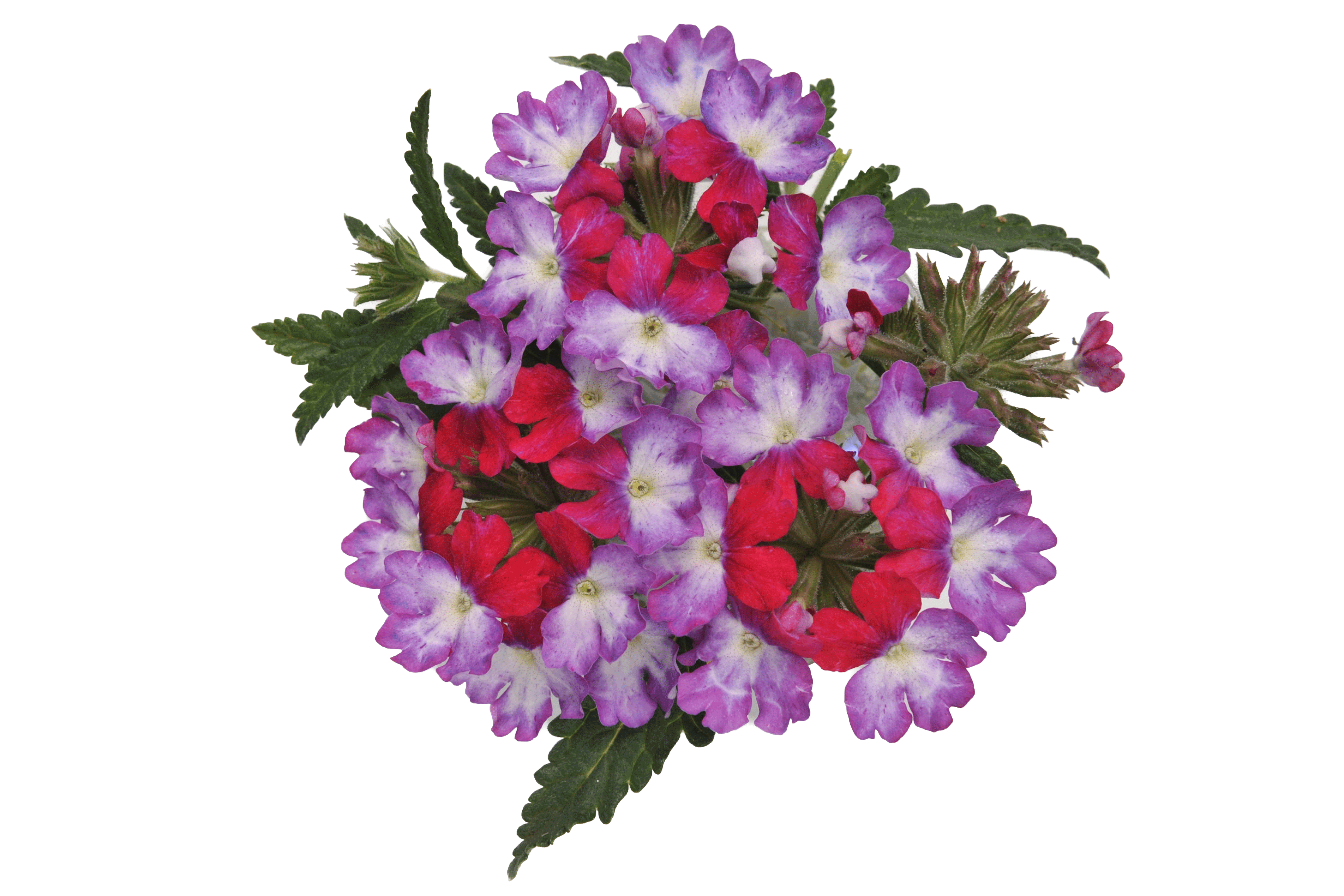 42264_mad-magenta-flowers.gif