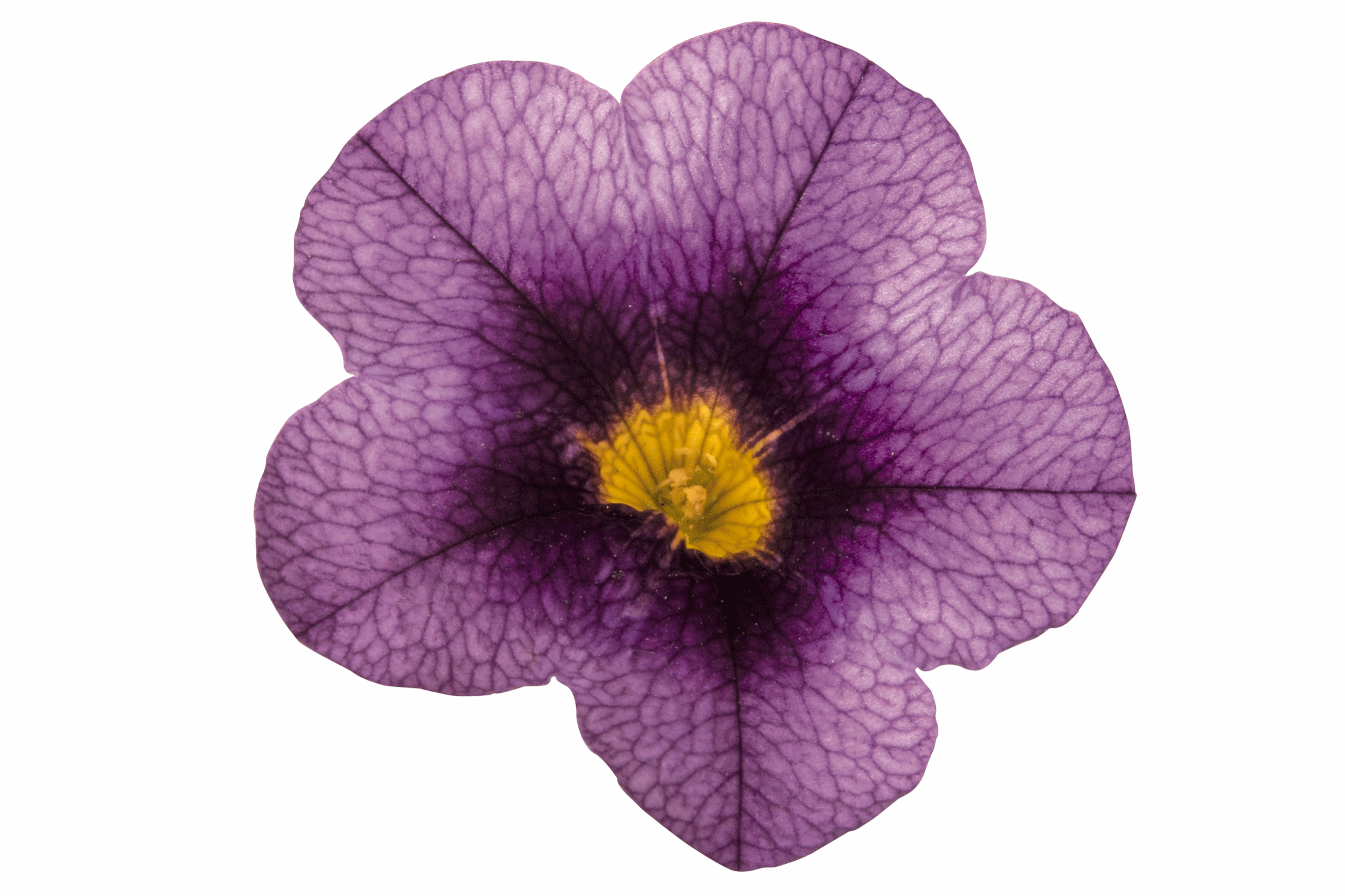 43341_Hula-Lavender_81850.png