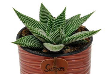 9cm-Haworthia-Variety-Thumbnail.jpg