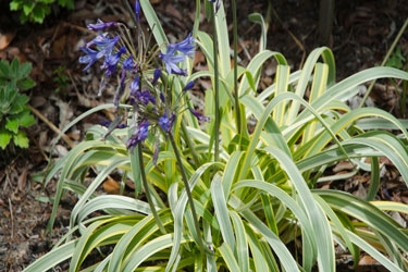 Agapanthus-Gold-Strike-thum.jpg