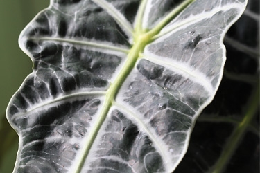 Alocasia-Polly-Variety-Thumbnail.jpg