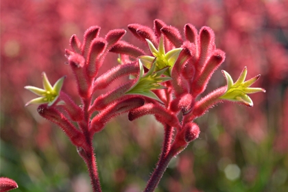Angozanthos-Bush-Crystal-Variety-Thumbnail2.jpg